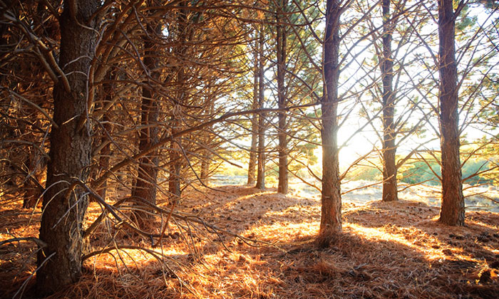 Orillas del Quilquihue